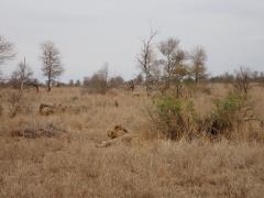Kruger National Park – October 22, 2014